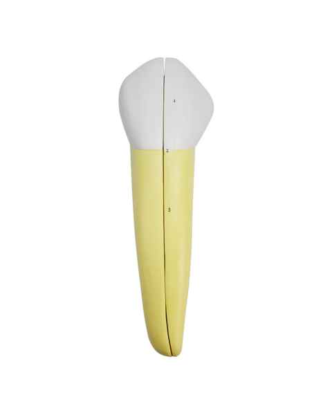 Nasco MG21502 Lower Canine Tooth Model, 2 Parts - Front View