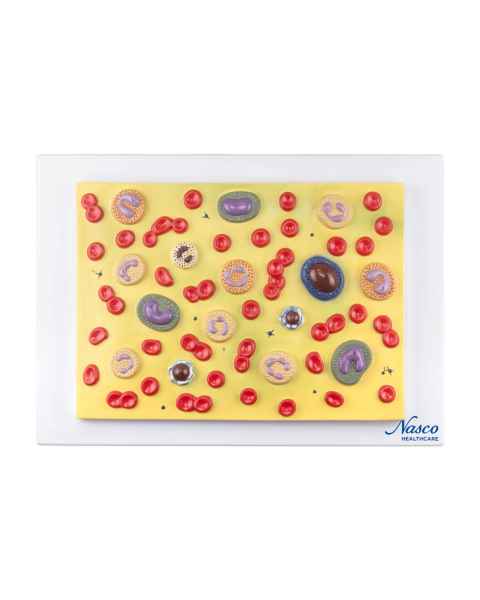 Nasco MG21702 Blood Cell Model, 2000x Enlarged