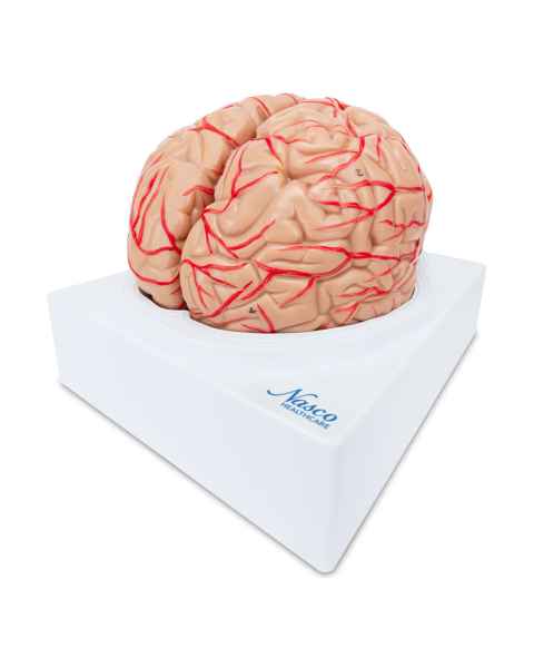 Nasco MG21716 Brain with Arteries Model, 2 Parts - Angle 1