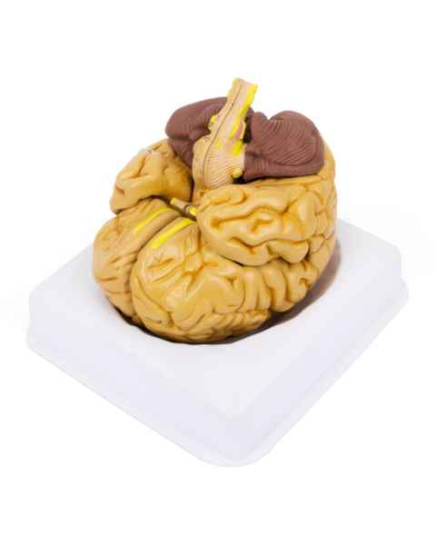 Nasco MG21719 Classic Brain Model, 8 Parts - Angle 1