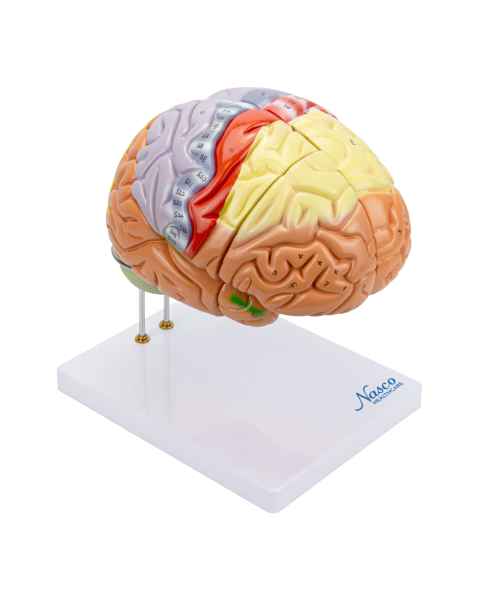 Nasco MG21720 Neuro Brain Model, 1.5x Enlarged, 4 Parts - Angle 1