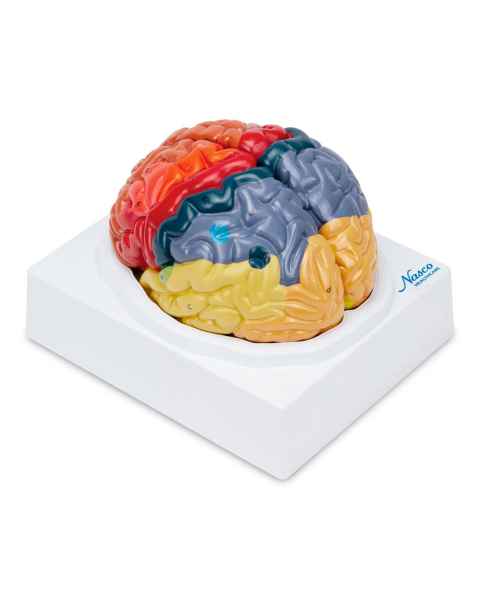 Nasco Neuro Brain Model, 2 Parts - Angle 1