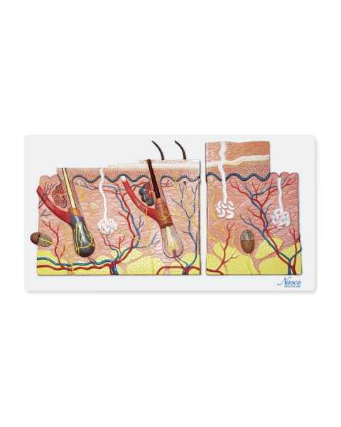 Nasco MG21893 Comparative Skin Section Model, 70x Enlarged