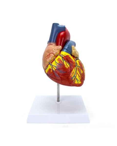 Nasco MG22271 Heart Model, 2x Enlarged