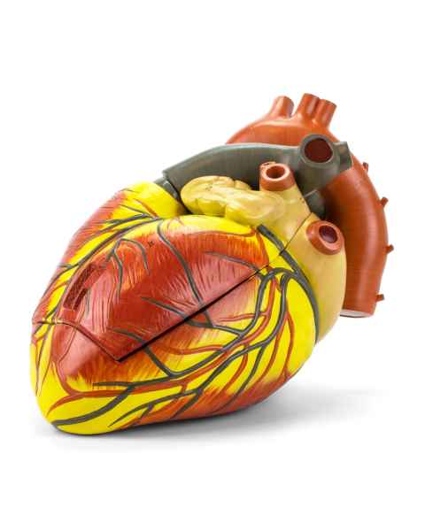Nasco MG22272 Heart Model, 3x Enlarged, Front View