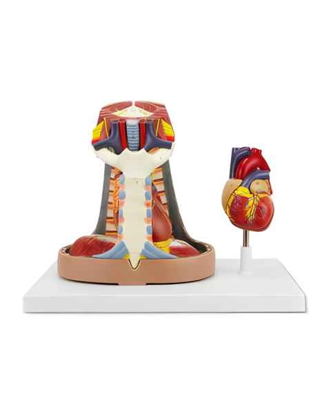 Nasco MG22273 Heart with Esophagus and Trachea Model, 6-Part