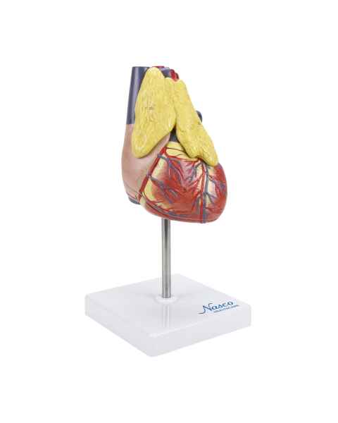 Nasco MG22277 Classic Heart with Thymus Model, Right Angle View