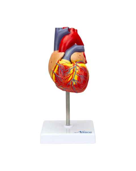 Nasco MG22278 Classic Heart Model