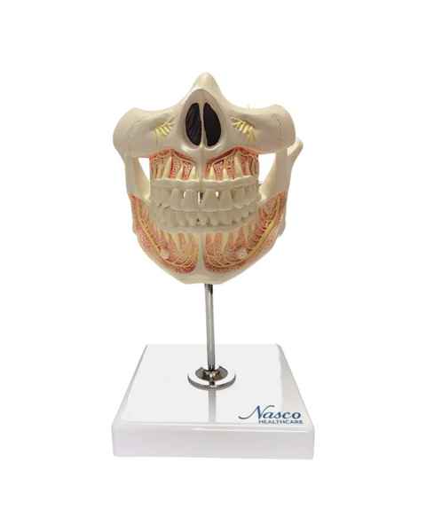 Nasco MG22594 Adult Dentition with Nerves and Roots Model - Front View