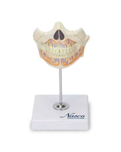 Nasco MG22595 Baby Teeth Model - Front View