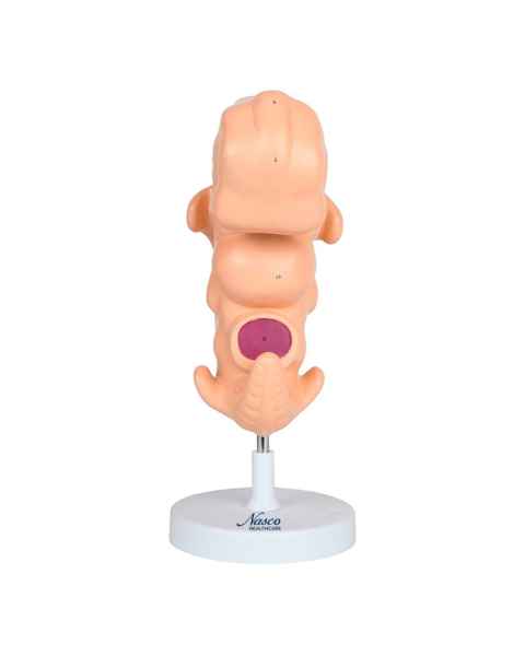 Nasco MG22793 Embryo Model, 50x Enlarged - Angle 1