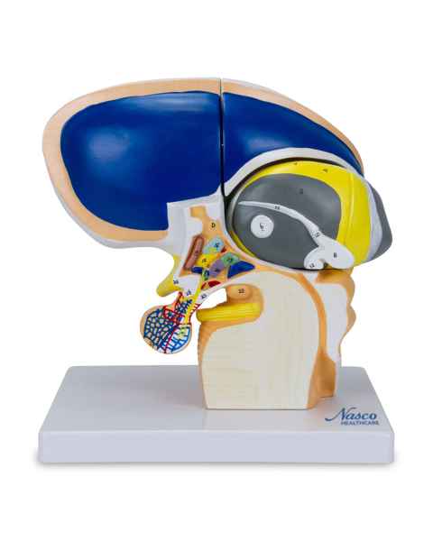 Nasco MG22801 Brain Model, 5x Enlarged, 4 Parts - Angle 1