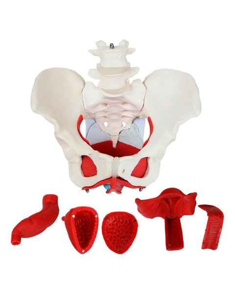 Nasco MG22962 Female Pelvis Model, 6 Parts - Complete Set