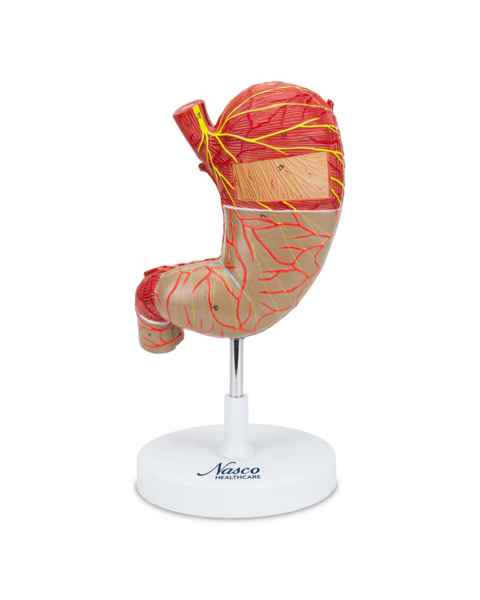 Nasco MG23160 Stomach Model, Enlarged, 2 Parts - Front View