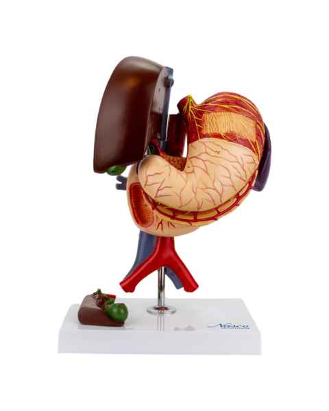 Nasco MG23161 Stomach Model, 6 Parts - Front View