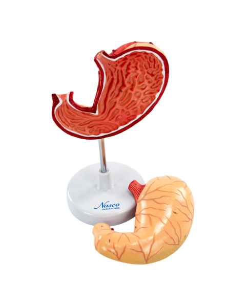 Nasco MG23164 Stomach Model, 2 Parts - Disassembled