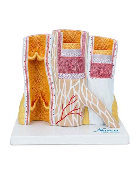 Nasco MG23165 Micro-Anatomy of Artery and Veins Model, 20x Enlarged