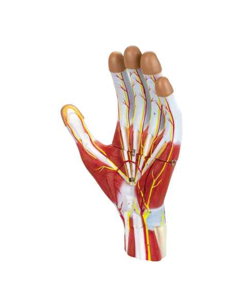 Nasco MG23166 Hand Model, 2x Enlarged, 3 Parts, Front View
