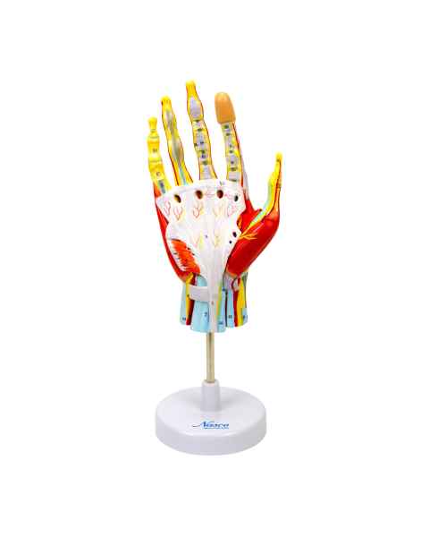 Nasco MG23167 Hand Model, 7 Parts, Front View