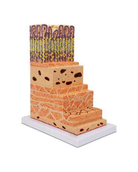 Nasco MG23168 Stomach Wall Micro-Anatomy Model, 150x Enlarged