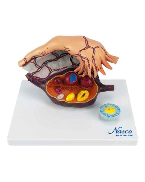 Nasco MG23170 Ovary Model, 5x Enlarged, 2 Parts - Front View