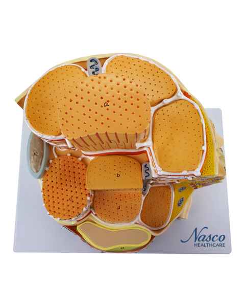 Nasco MG23414 Muscle Fiber Micro-Anatomy Model, 40,000x Enlarged - Top View