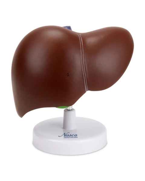 Nasco MG23416 Liver with Gallbladder Model - Front View