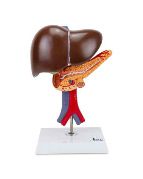 Nasco MG23418 Liver with Gallbladder, Pancreas, and Duodenum Model, 2 Parts - Front View