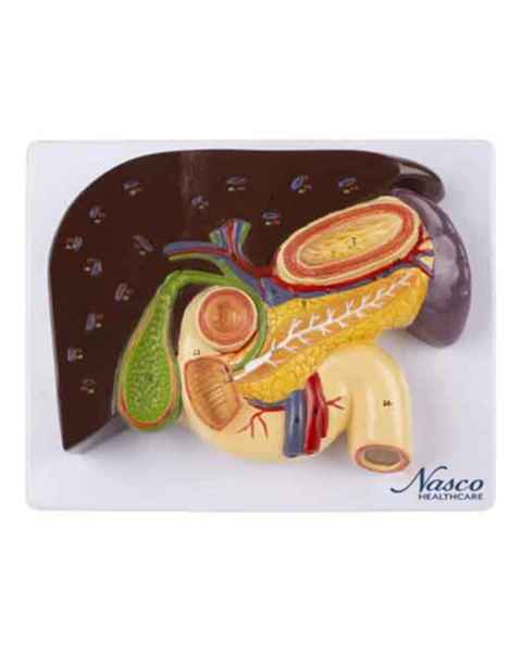 Nasco MG23419 Liver with Gallbladder, Pancreas, and Duodenum Model - Top View
