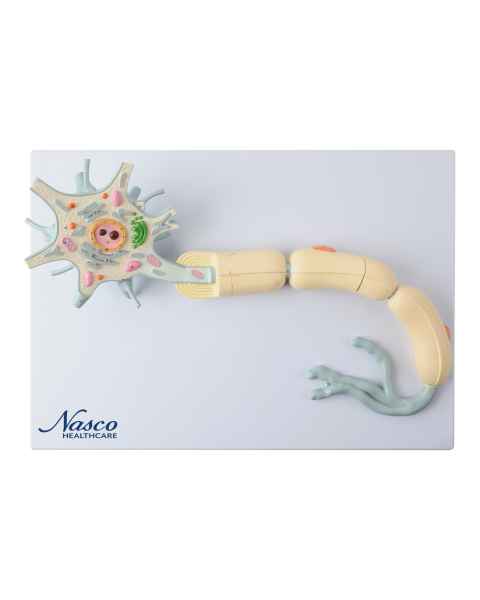 Nasco MG23433 Neuron with Dendrite and Axon, 2,500x Enlarged, 2 Parts - Angle 1