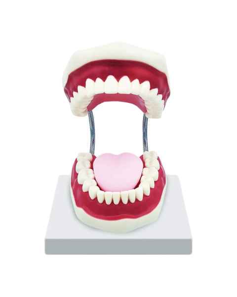 Nasco MG23875 Dental Care Model, 3x Enlarged - Front View