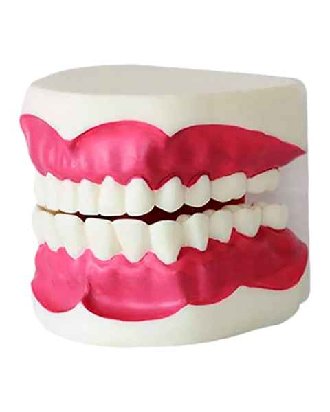 Nasco MG23876 Dental Care Model - Left Angle