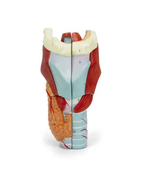 Nasco MG29156 Larynx Model, 2x Enlarged, 5-Part