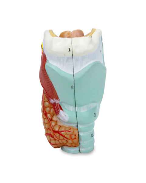 Nasco MG29157 Larynx Model, 2-Part