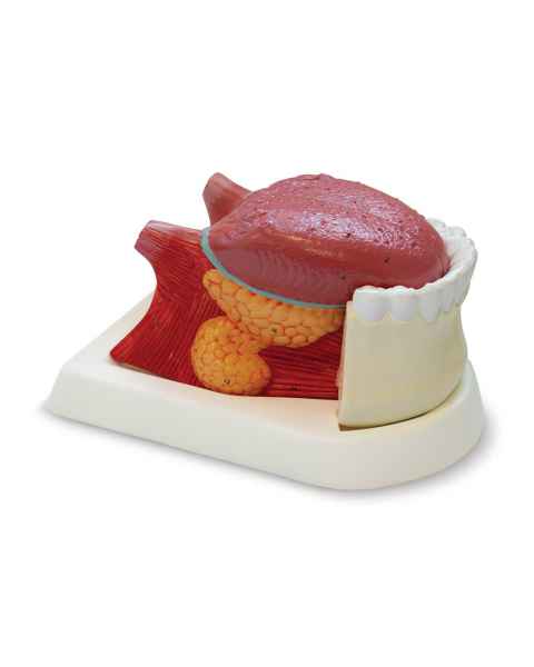 Nasco MG29179 Tongue Model, 2.5x Enlarged, 3 Parts, Right Angle View