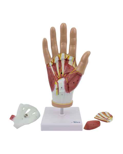 Nasco MG29364 Hand with Ligaments and Muscles Model, 4 Parts