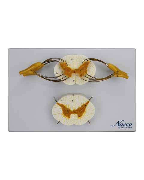 Nasco MG29407 Spinal Cord with Nerves Model, 8x Enlarged - Angle 1