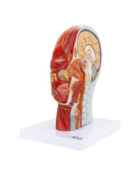 Nasco MG29511 Half-Head with Muscles Model - Angle 1