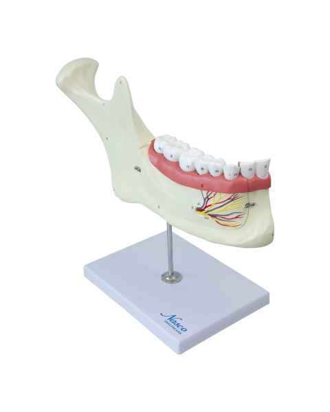 Nasco MG29512 Half Lower Jaw Model, 3x Enlarged, 6 Parts - Front View