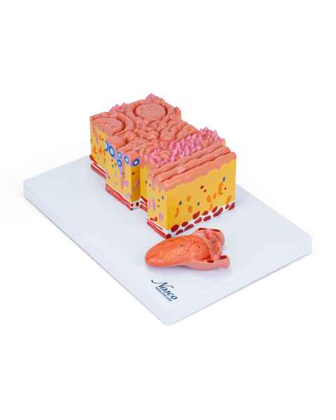 Nasco MG29520 Micro-Anatomy of Tongue Model, 20x Enlarged, Top Left Angle View