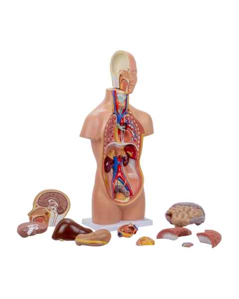 Nasco MG29696 Mini Unisex Torso Model, 12-Part, Disassembled