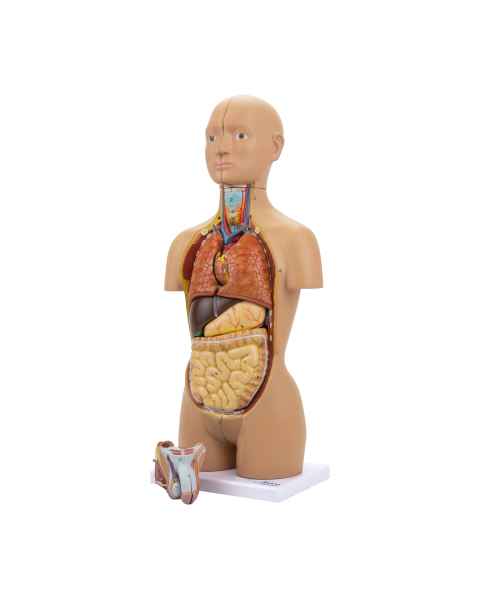 Nasco MG29697 Mini Dual-Sex Torso Model, 16-Part - Light Skin Tone, Left Angle View