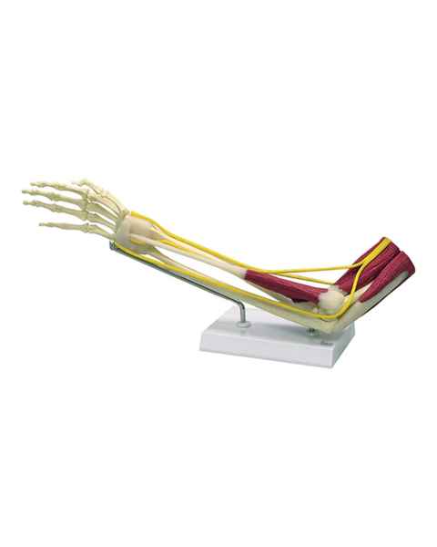 Nasco MG29739 Elbow with Muscles Model - Front View