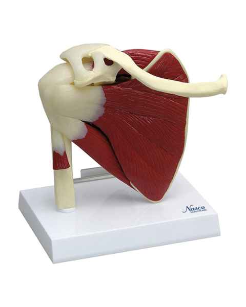 Nasco MG29750 Shoulder with Articulating Rotator Cuff Model - Front View