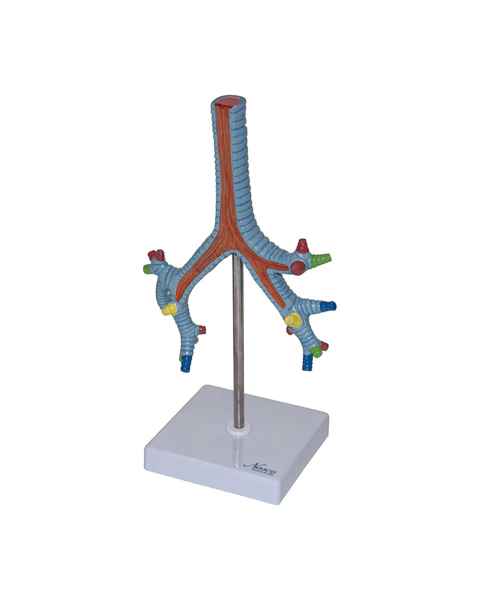 Nasco MG29764 Bronchial Tree Model, Left Angle View