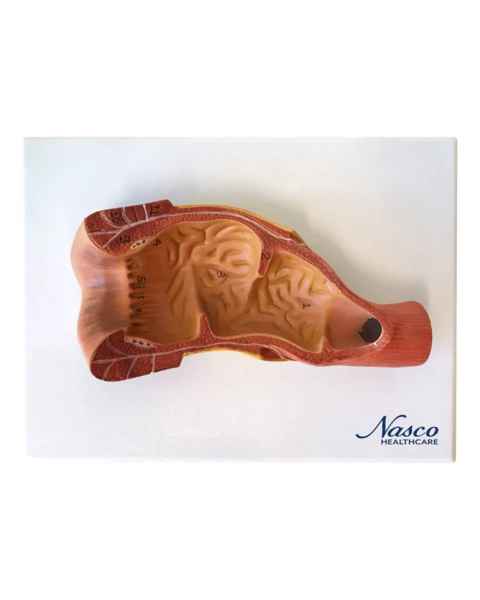 Nasco MG29767 Rectum Cross-Section Model, 3x Enlarged - Front View