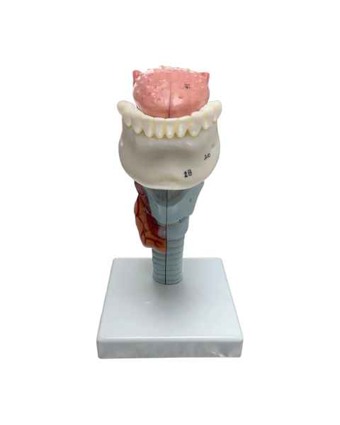 Nasco MG29773 Larynx with Tongue and Teeth Model, 5-Part, Front View