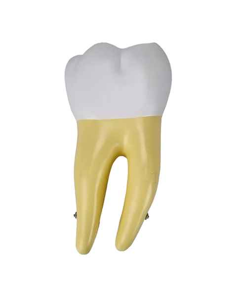 Nasco MG29802 Lower Molar Tooth Model, 2 Parts - Front View
