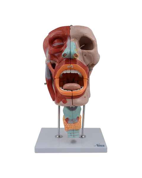 Nasco MG29864 Head Musculature Model, 2x Enlarged, 10 Parts - Angle 1