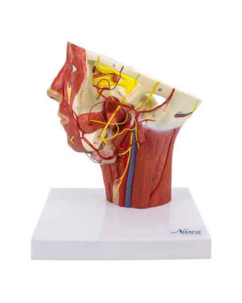 Nasco MG29865 Musculature of Head with Arteries Model - Angle 1